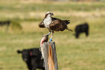 Osprey Catches a Mountain Whitefish
