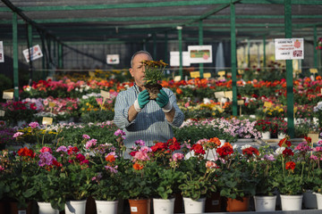 Fototapeta premium Senior man transplanting plants.