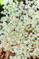 Elderberry inflorescence as background