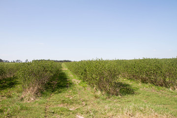 Aronia (chokeberries) growing in a field