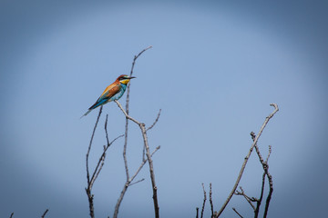 Merops apiaster bird stay on a  branches of a naked tree. Blue sky background 