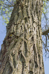 Obraz premium Tree bark in close up