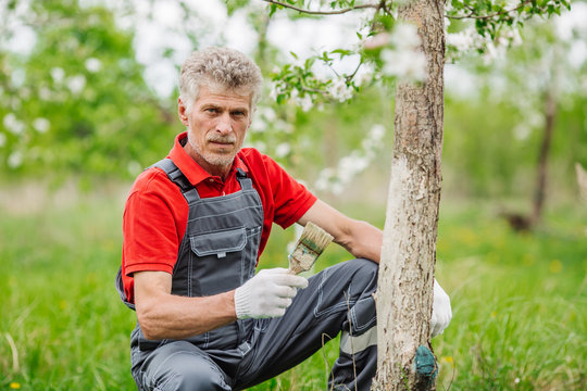Farmer covering the tree with white paint to protect against rodents, spring garden work, whitewashed trees. Gardening and people concept