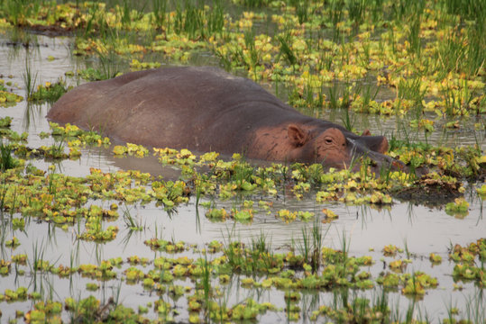 Zambia: Hippo swimming in the lower Zambesi River