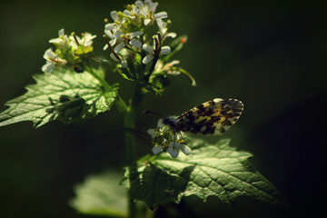 Papillon sur plante sauvage en fleurs
