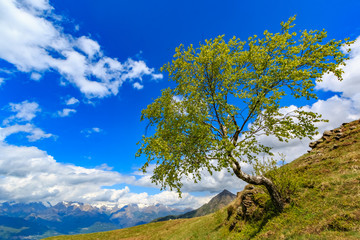 Fototapeta na wymiar Birch tree growing horizontally from the slope with the Alps in the background , Italy