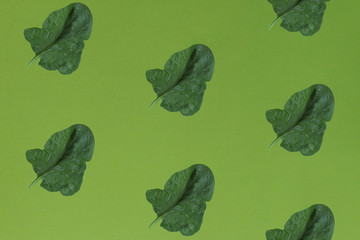 Fresh green leaf of spinach on a green background .  Creative concept.