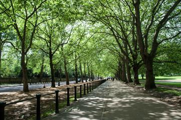 Street full of trees next to Buckingham Palace  - London, United Kingdom