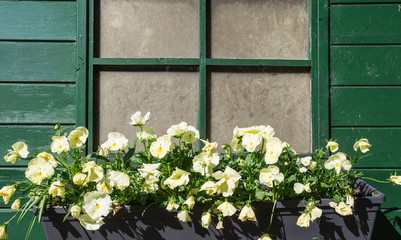 one window on a wall, decorated with blooming flowers