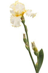 Yellow flower of iris, isolated on white background