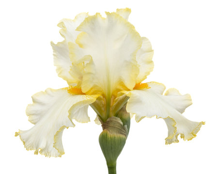Yellow flower of iris, isolated on white background