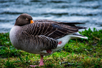A duck standing up and sleeping on one leg