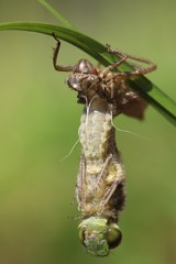 Newborn dragonfly