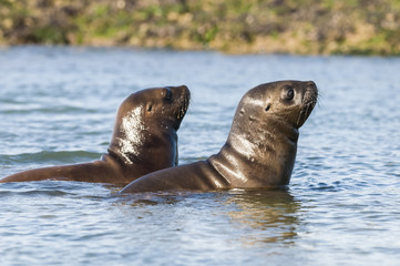 Obraz premium Sea Lion pup gaming, Patagonia Argentina