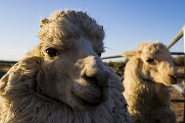 Alpaca