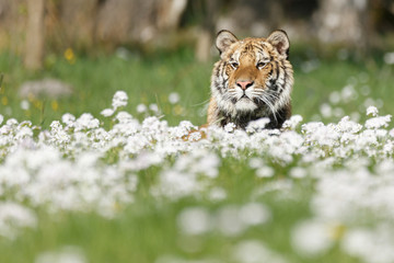 Sibirischer Tiger in Blumen