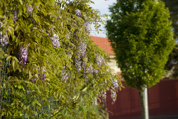 arbustos en una huerta de galicia