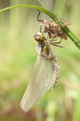 Newborn dragonfly