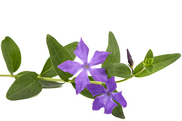 Blue flower of periwinkle, lat. Vinca, isolated on white background