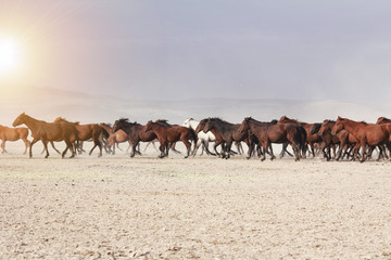 Fototapeta premium a plain with beautiful horses in sunny summer day in Turkey. Herd of thoroughbred horses. Horse herd run fast in desert dust against dramatic sunset sky. wild horses 