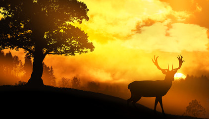 Fototapeta premium Samotny jeleń o zachodzie słońca