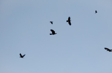Crows flying in the sky