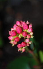 бутоны красного каланхоэ