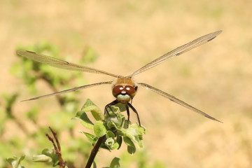 Dragonfly