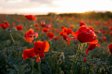 Horizontal View of Poppies Field Illuminated by the Setting Sun on Cloudy Sky Background.