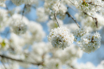 spring tree flower - 205447099
