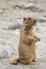 Cute brown Himalayan marmot near Pangong lake, Ladakh, India