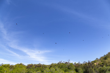 Fruit Bats circling above a mangrove forest in the Seventeen Island National Park.
