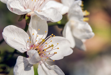 Flowers bloom in the trees in the spring season
