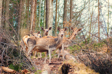 deer animal wildlife - 205447459