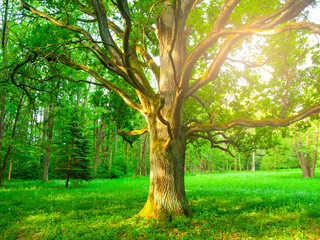 Fototapeta premium Sunlight from behind an old oak in the lush green park.