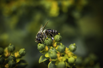 Honey Bee