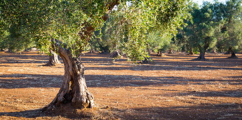 Old olive trees in South Italy