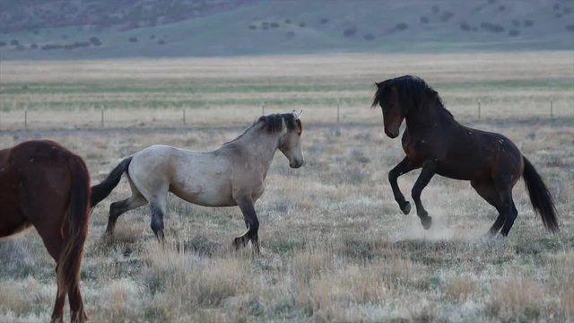 Slow motion of two wild horses fighting as they try to bite each other.
