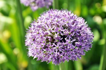 Obraz premium background, flower, green, onion, allium, natural, garden, nature, purple, gardening, plant, leaf, blossom, flora, bloom, decorative, botanical, blooming, beauty, color, summer, beautiful, closeup, fr