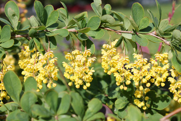 Branch of Berberis vulgaris or European barberry. Cultivar with green leaves and yellow flowers