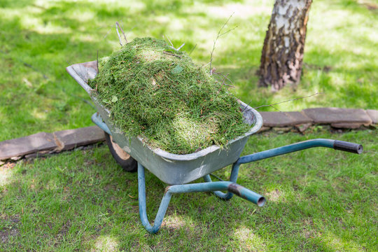 Old wheelbarrow fully loaded with mown on green meadow after cutting lawn in garden.  Cleaning and gardening