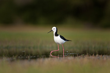 black-winged stilt, common stilt, pied stilt, himantopus himantopus, New Zealand