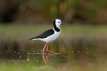 Obraz premium black-winged stilt, common stilt, pied stilt, himantopus himantopus, New Zealand