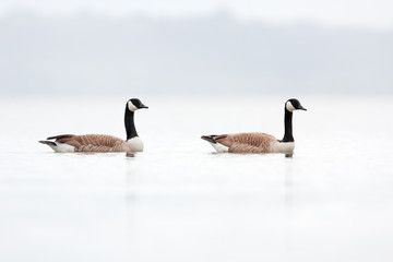 Fototapeta premium Canada goose, branta canadensis, New Zealand