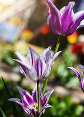 Flowering white and purple tulips in the garden