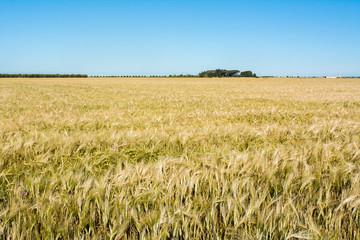 Horizontal View of Wheat Field on Blue Sky Background. Pulsano, Taranto, South of Italy