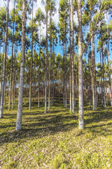 Eucalyptus Reforestation