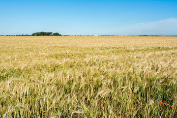 Horizontal View of Wheat Field on Blue Sky Background. Pulsano, Taranto, South of Italy