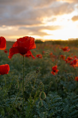 Vertical View of Poppies Field Illuminated by the Setting Sun on Cloudy Sky Background. Pulsano, Taranto, South of Italy