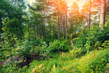 Mountain forest at sunset on Aksla mount.  Beautiful nature of Norway